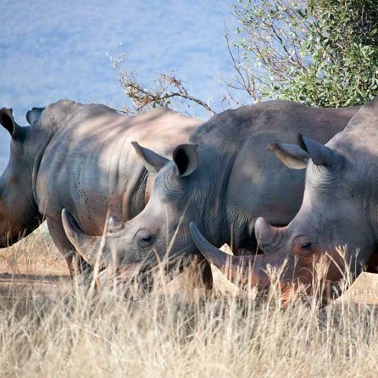 Rhino at Ngorongoro Crater