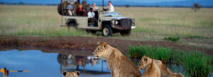 Explore the Serengeti National Park
