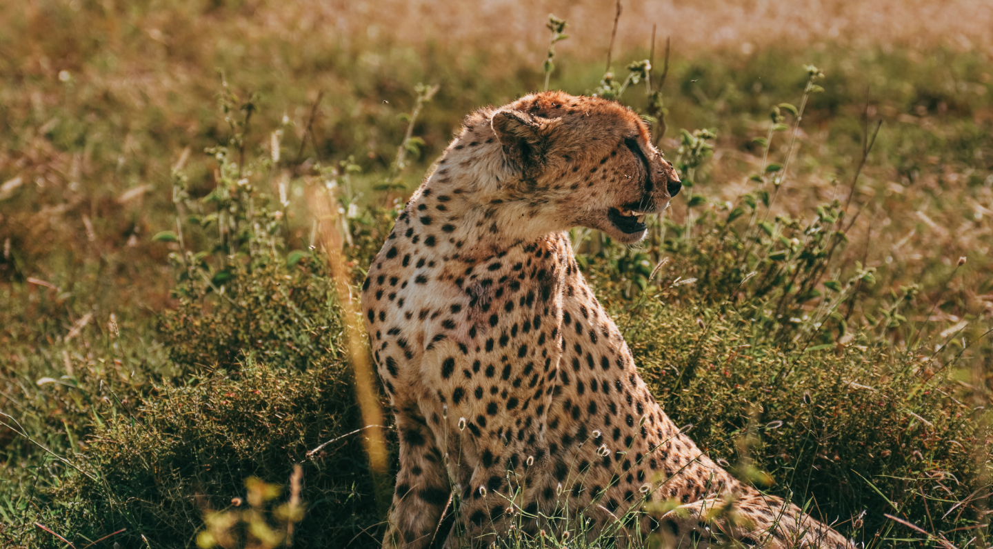 Spectacular Tanzania Safari - Luxury Experience