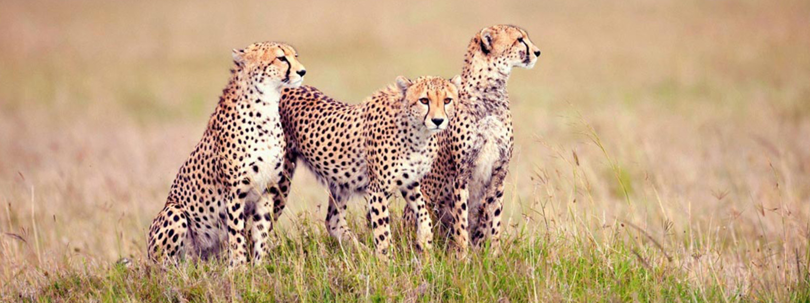 Honeymoon Luxury+ Safari - Fly in & out Serengeti