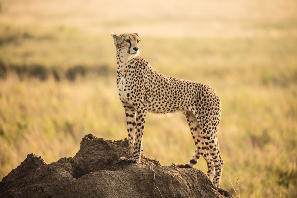 serengeti National Park luxury