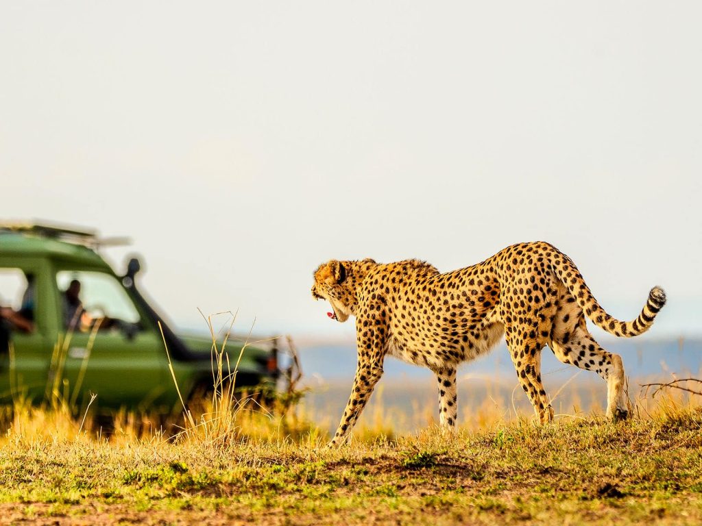 Game Drive in Masai Mara69