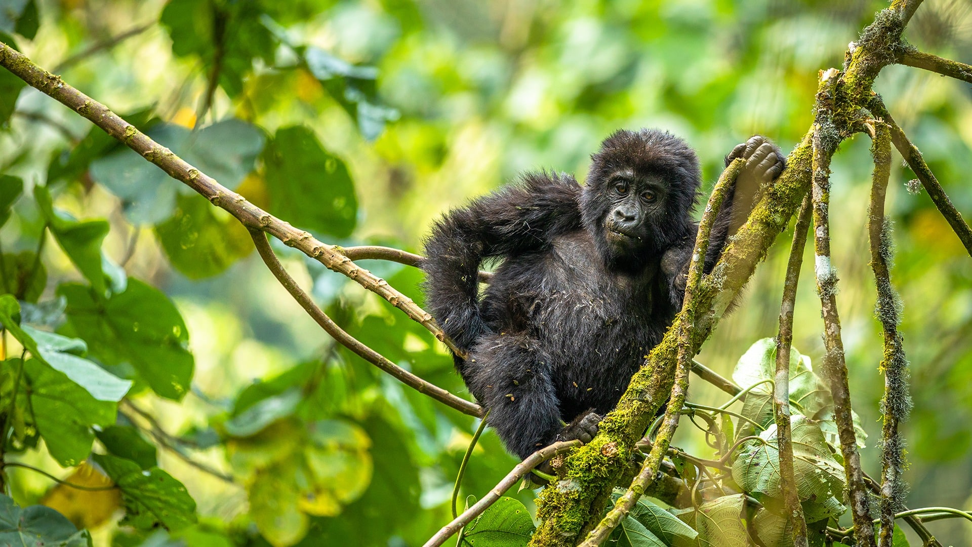 Gorilla-Infant-Bwindi-Uganda.jpg