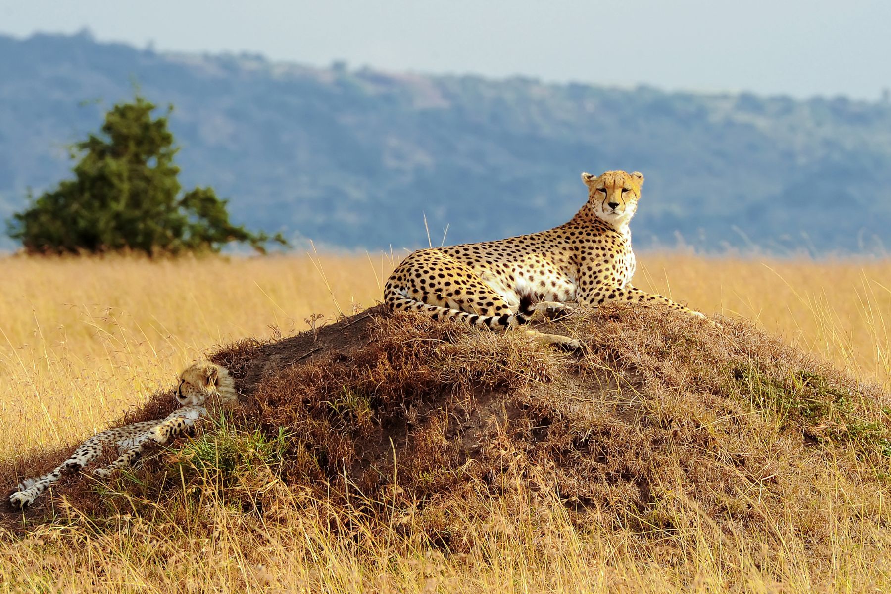 Masai-Mara-National-Reserve.-.jpg