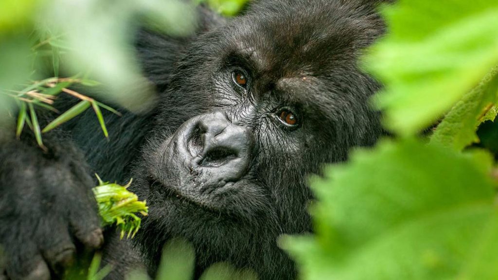 4 Day Rwanda Gorilla Trekking Safari in Volcanoes National Park