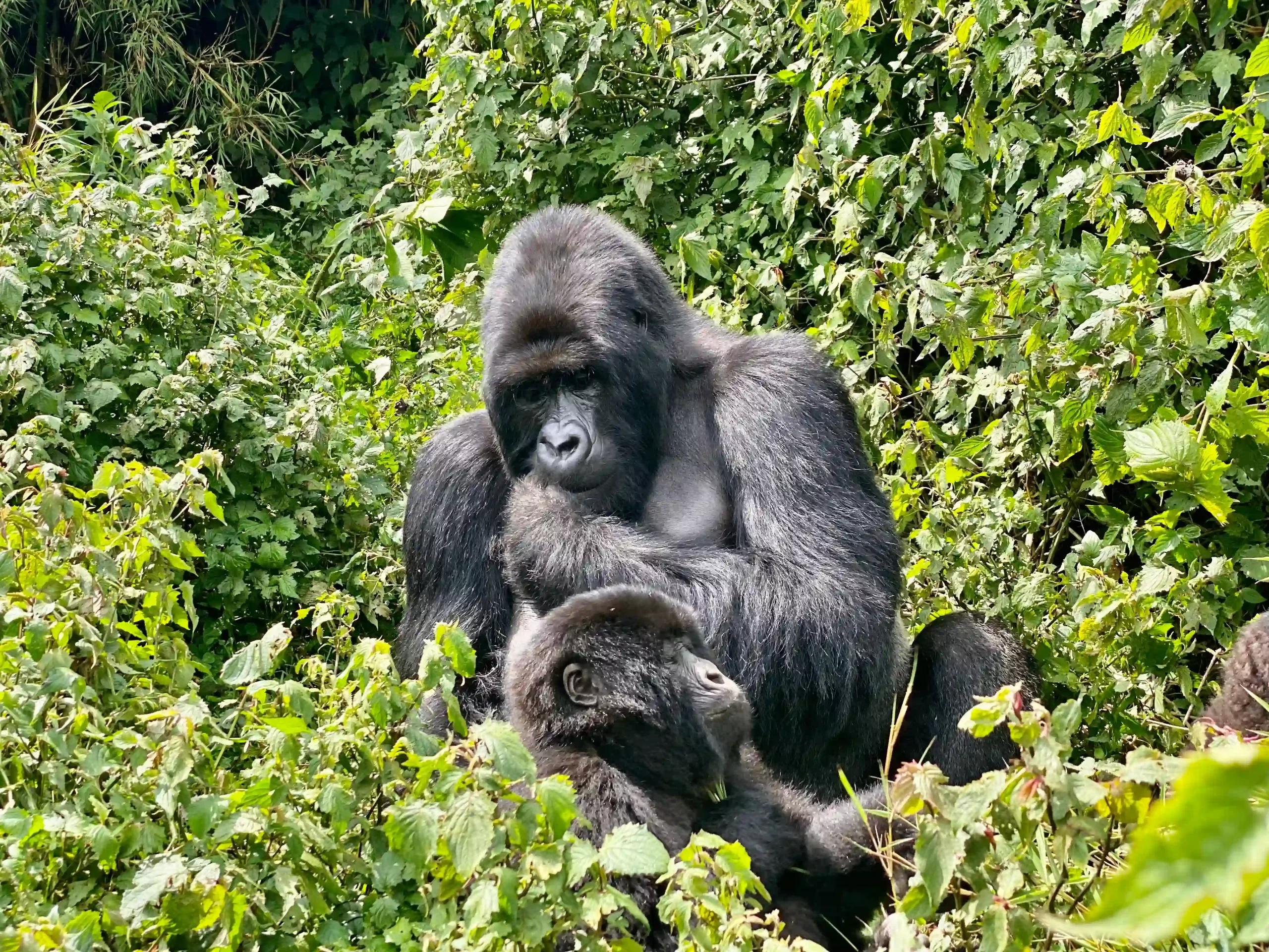 5 day Primate Safari Rwanda