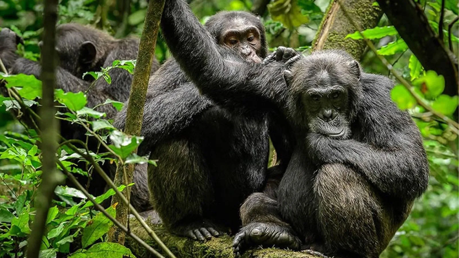 Mountain gorilla in Volcanoes National Park during 7 day Rwanda gorilla and chimpanzee trekking safari