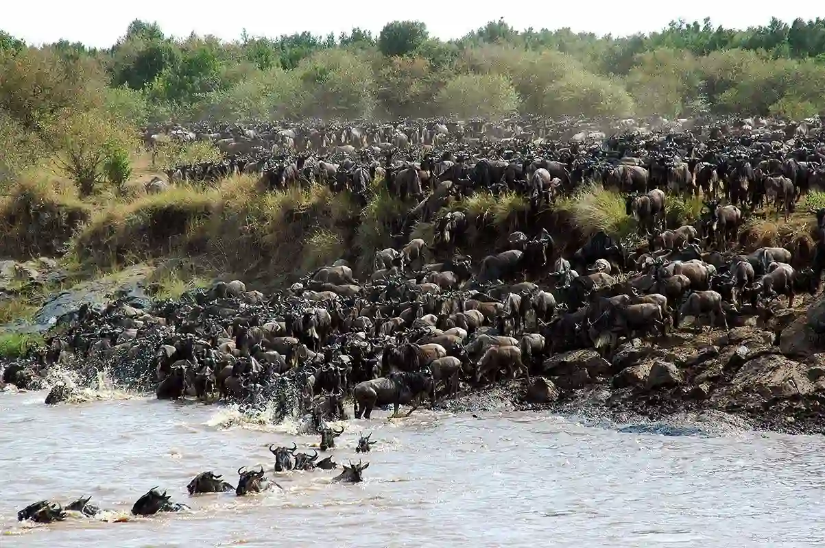 8 Day Great Migration Safari - Calving Season