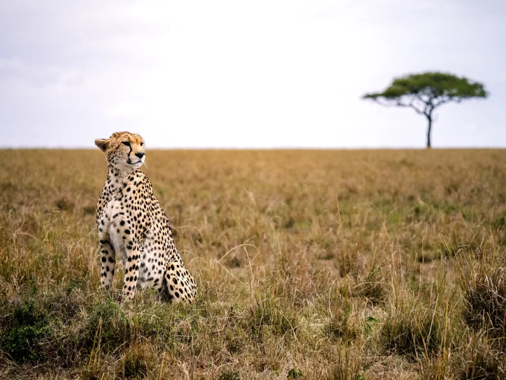 A 4x4 safari jeep in the Serengeti National Park and a white sand beach in Zanzibar Tanzania.
