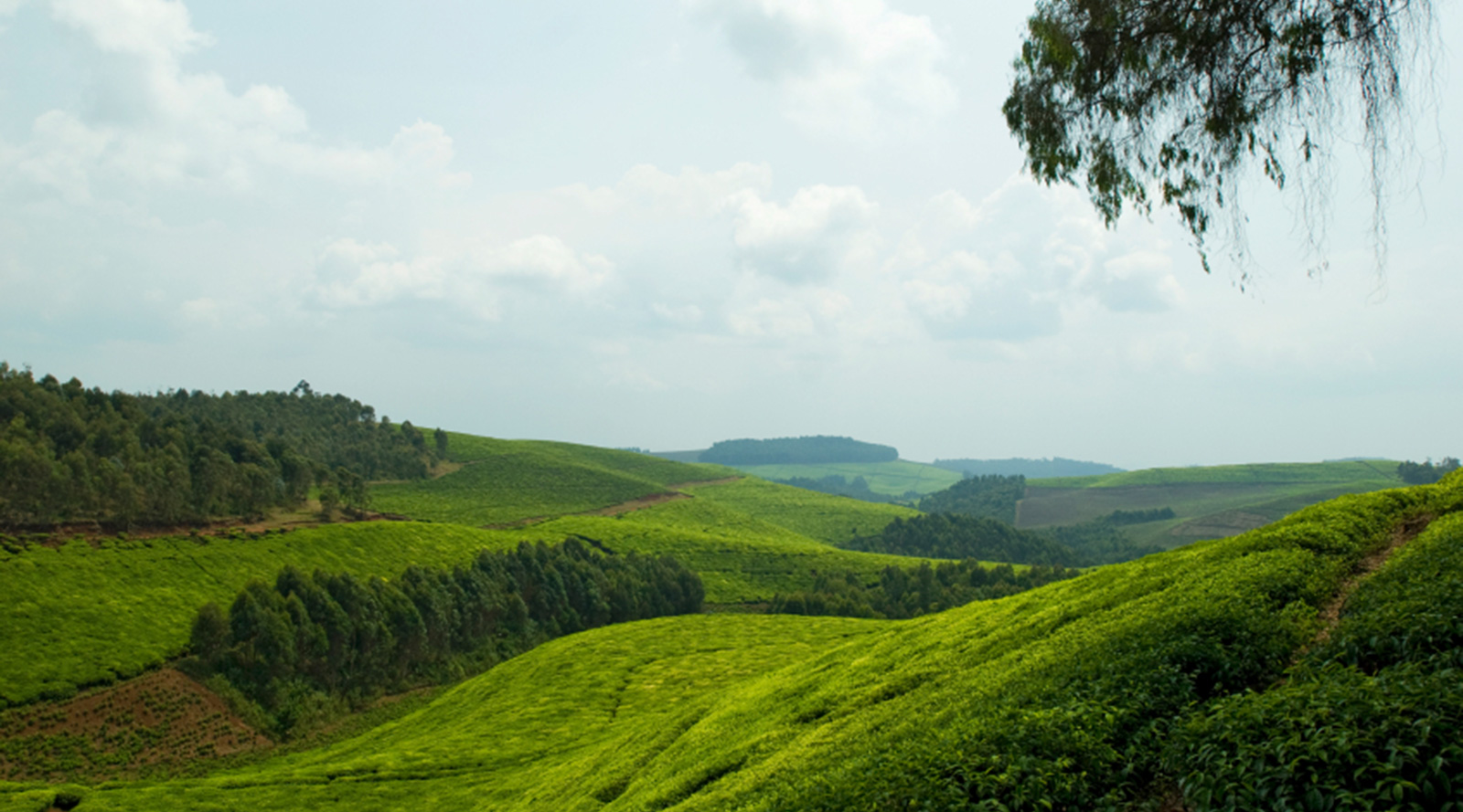 Kigali to Volcanoes National Park