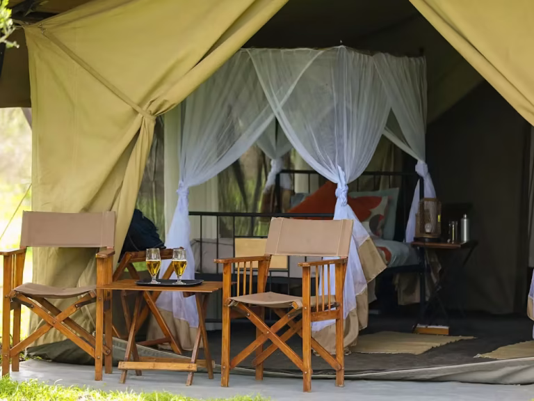 intimate camp zebra