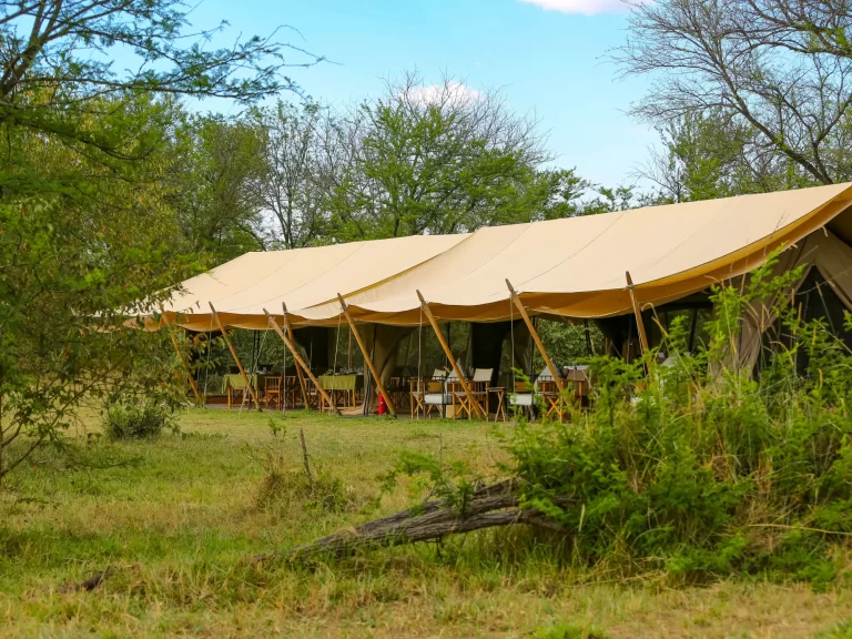 intimate camp zebra
