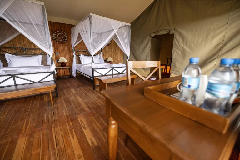 safari haven camp