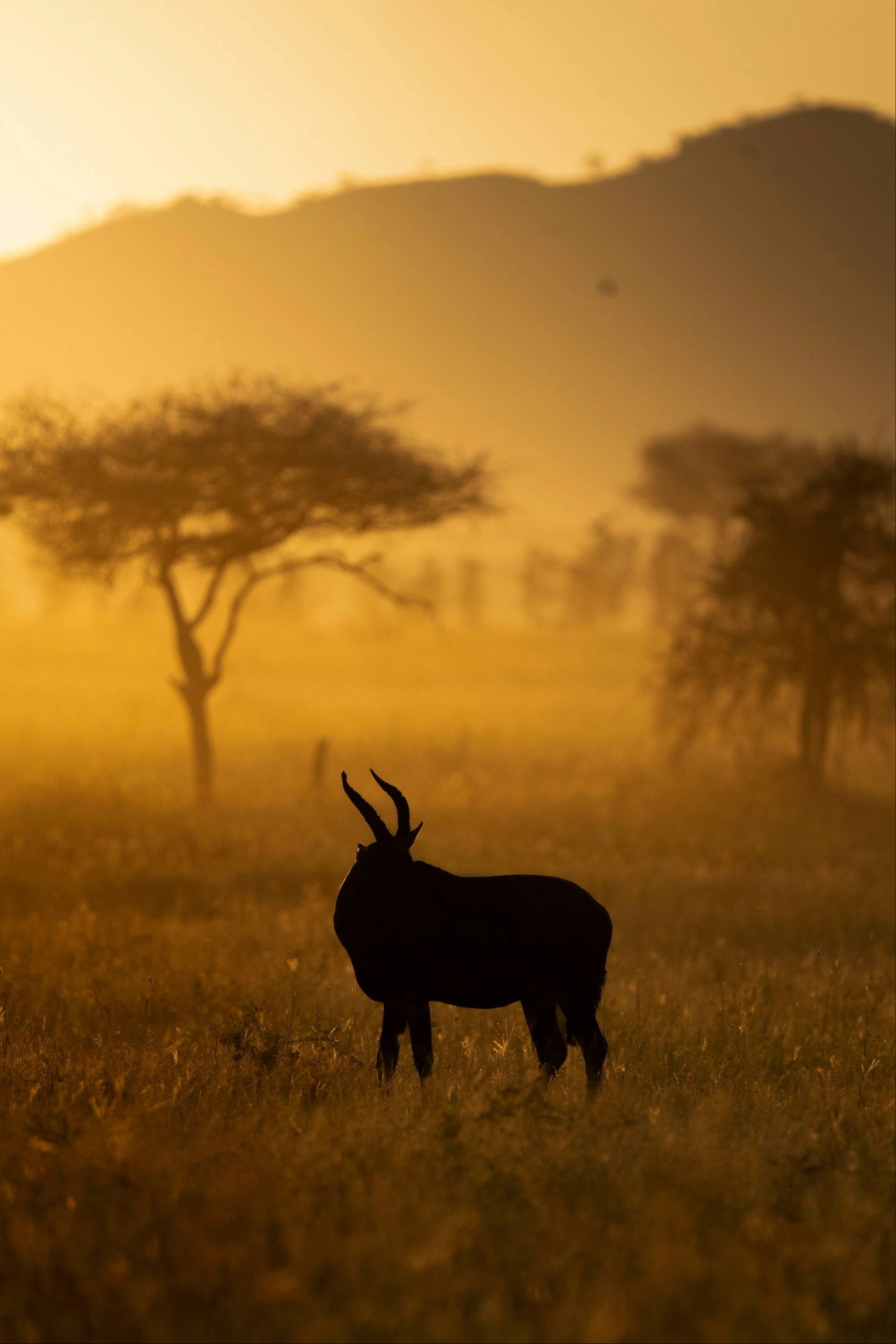 Wildebeest calves and lions in Ndutu during Serengeti calving season