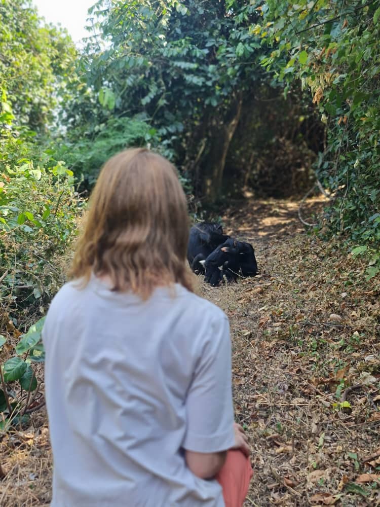 4 Day Gombe Chimpanzee Trekking