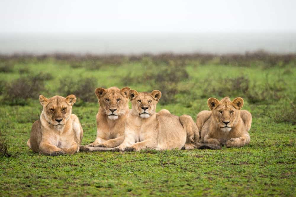 kusini-camp-serengeti-tanzania-safari-lion