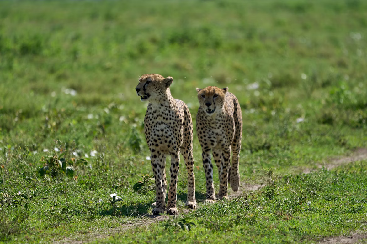 ndutu -southern Serengeti